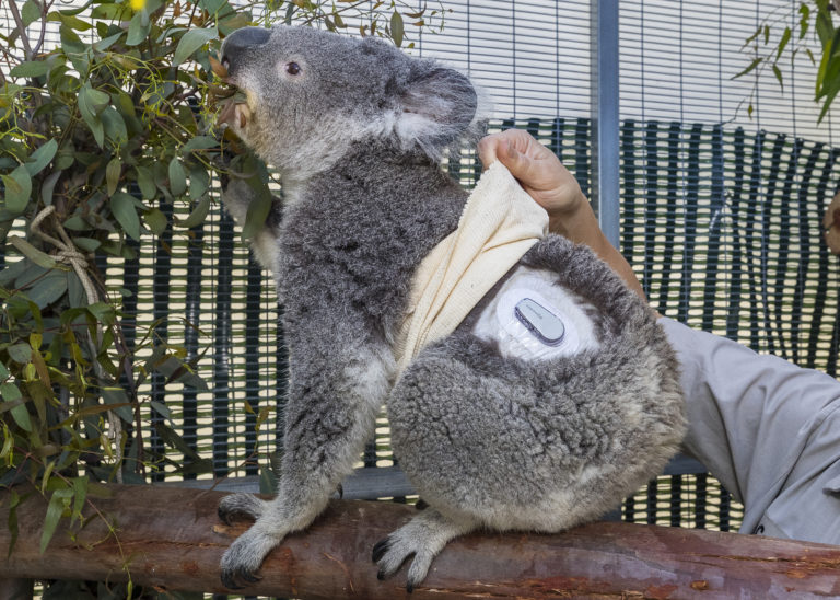Едят ли коалы. Зоопарк Сан-Диего. Коала. Коала в зоопарке.